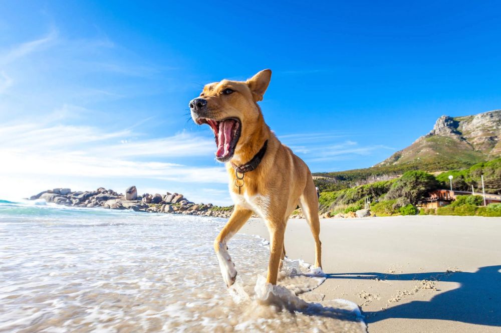 20 Best Dog-Friendly Beaches In Florida