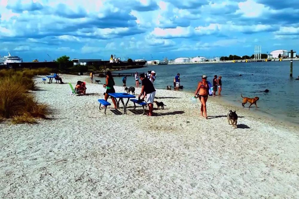 Dog-Friendly Beaches In Florida