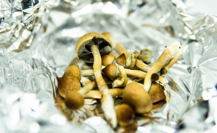 Health Benefits Of Mushrooms - Brain Health