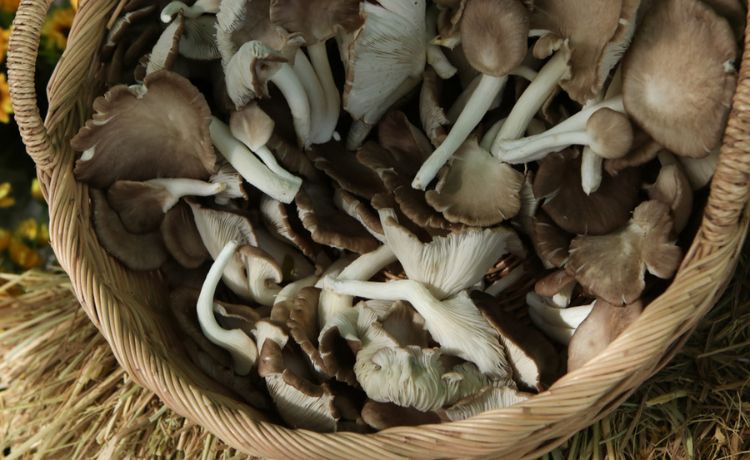 12 Mind-Blowing Health Benefits Of Mushrooms 5 Health Benefits Of Mushrooms -Lower Cholaesterol
